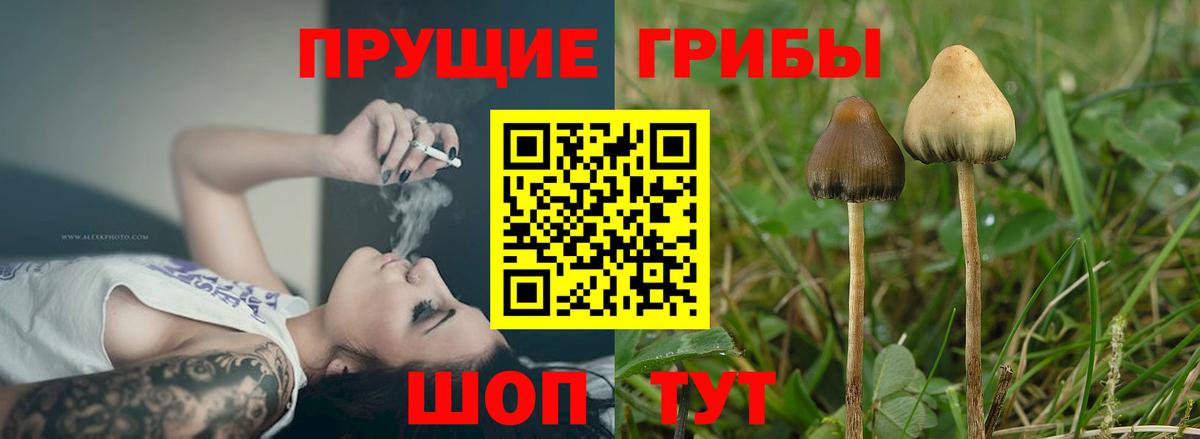 Галлюциногенные грибы Psilocybine cubensis Еманжелинск